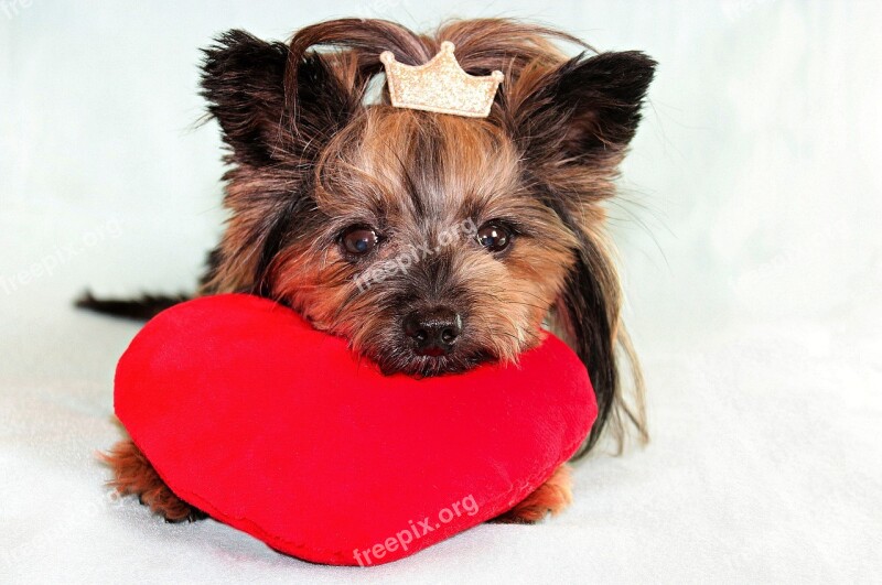 Yorkshire Terrier Dog Heart Free Photos