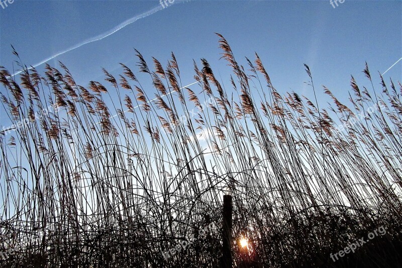 Reed Sunrise Wind Nature Air