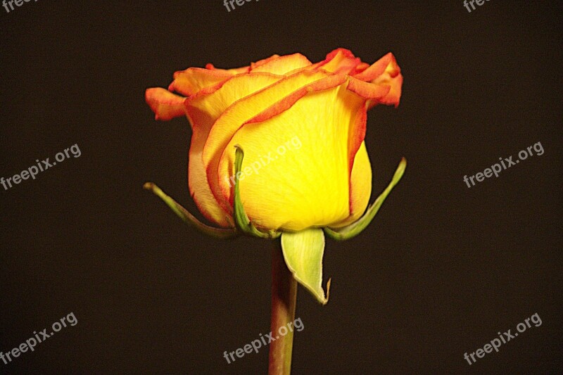 Rose Bicolor Yellow Red Free Photos