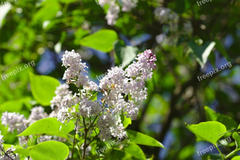 Lilac Mov Flower Spring Supplies