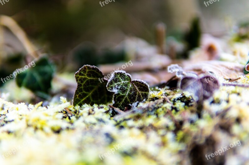 Ivy Frost Forest Nature Winter