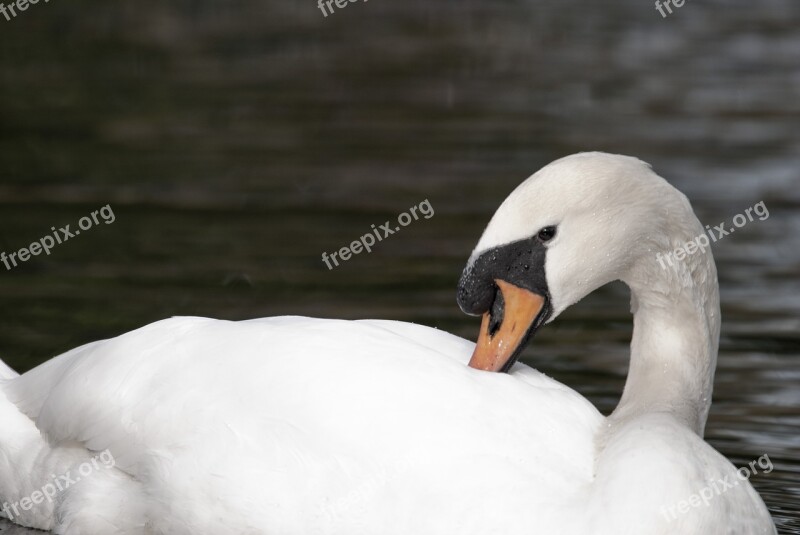 Swan White Swan Water Animal Bird