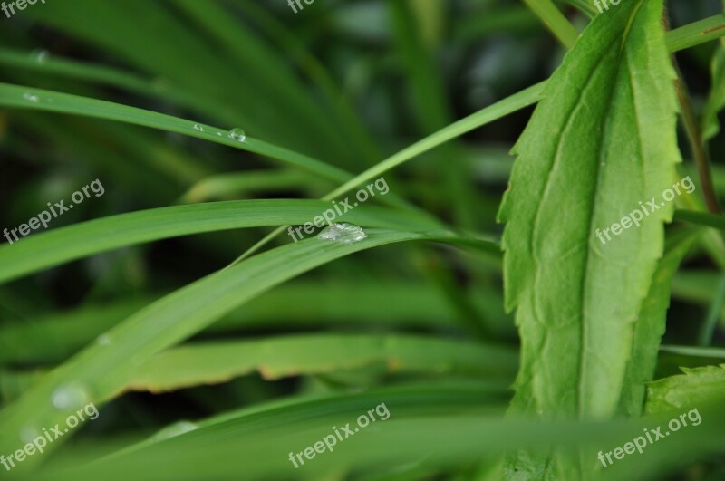 Grass A Drop Of Rain Rosa Wet