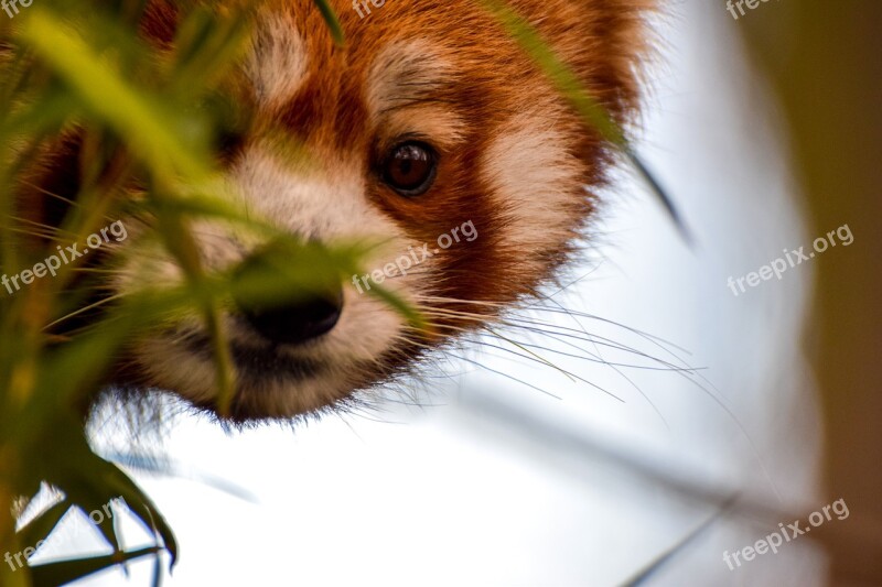 Red Panda Panda Animal Bear Bear Cat