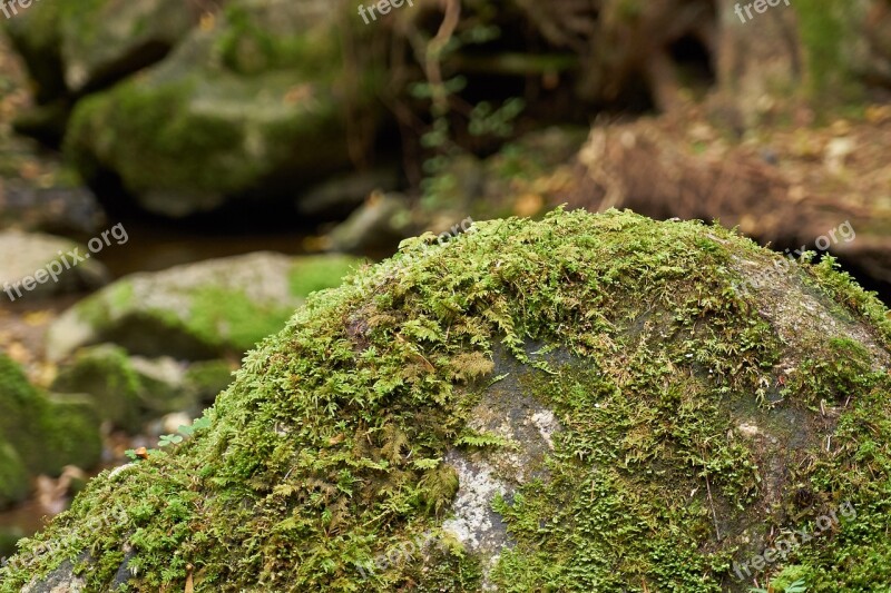 Forest Gorge Bach Stone Moss