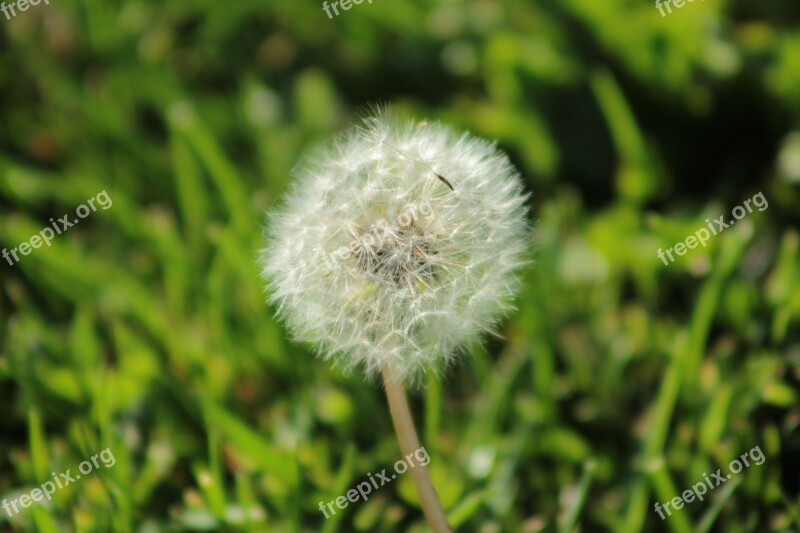 Dandelion Fluff Leon Nature Flowers