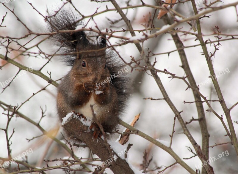 The Squirrel Winter Snow Thorns Food