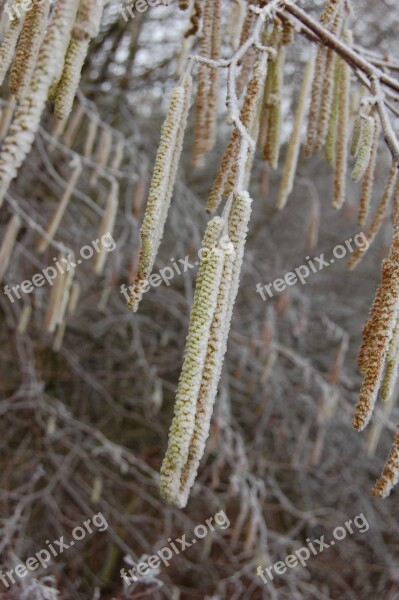 Kittens Tree Nature Plant Winter