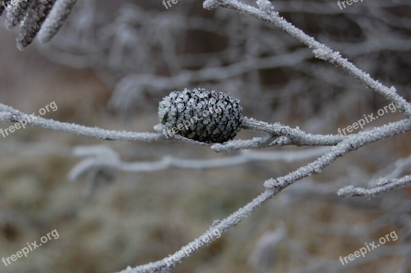 Pinecone Gel Frozen Winter Cold