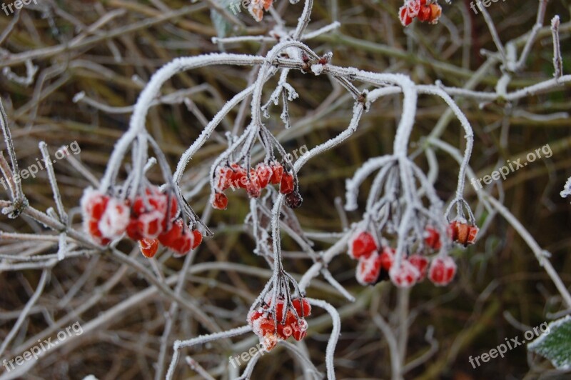 Plant Fruit Winter Gel Nature