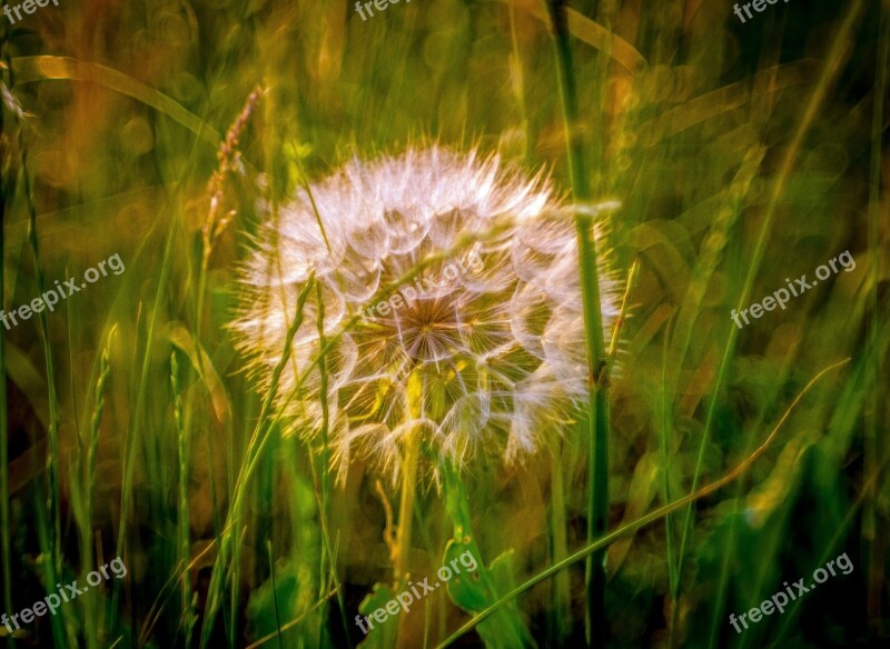 Dandelion Meadow Evening Summer Green