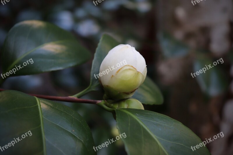 Bud Camellia White Blossom Bloom