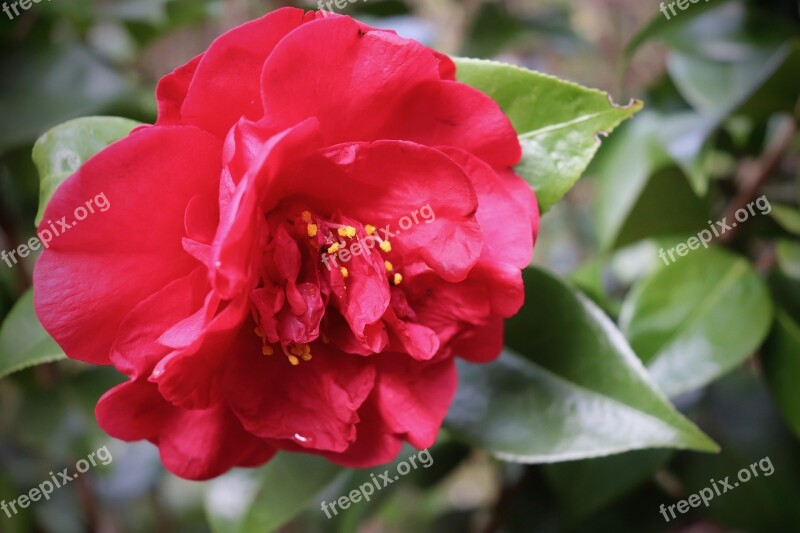 Camellia Red Blossom Bloom Petals