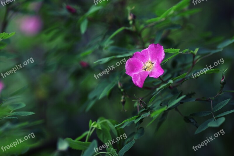 Rosaceae Rosa Roses Pink Nature