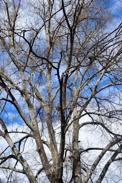 Barren Tree Winter Season Background Tree