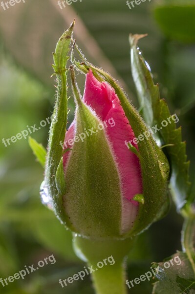 Rose Rosebud Flower Blossom Red