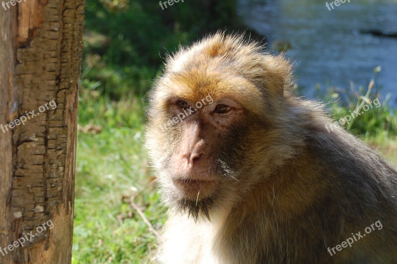 Monkey Careful Zoo Nature In Mammals