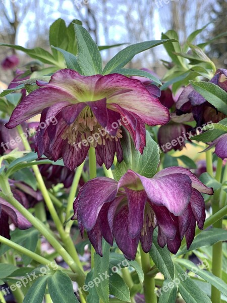 Hellebore Winter Flower Blossom Helleborus