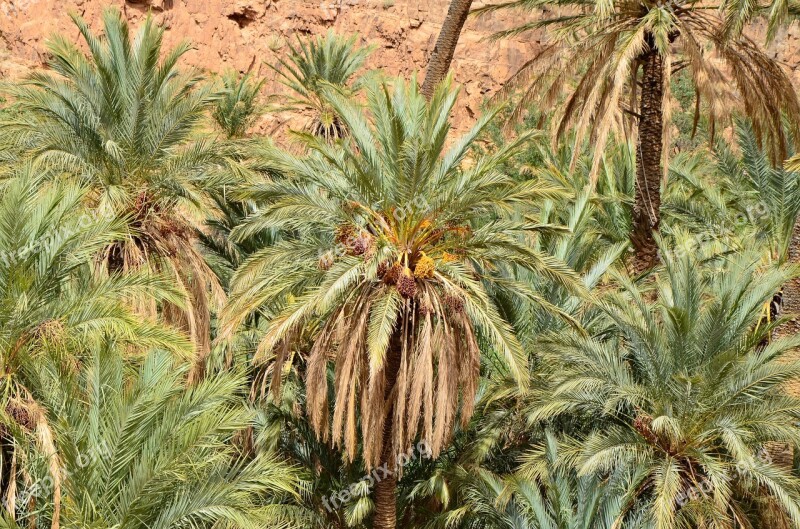 Palm Trees Desert Oasis Landscape Sand