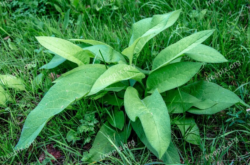 Plantain Weed Plant Bloom Asphalt