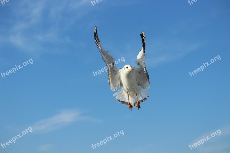 Seagull Bird Sky Nobility Flying