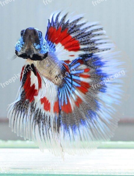 Siamese Fighting Fish Plakad Betta Fish Thailand English Betta