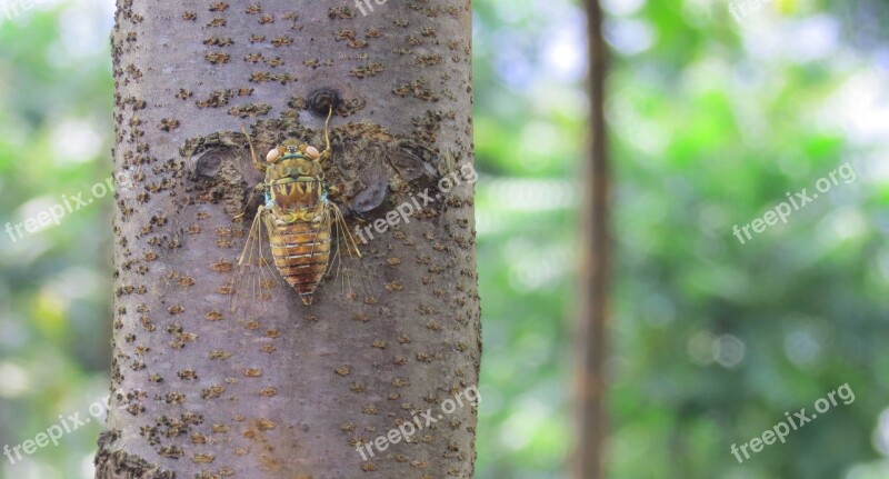 Cicada Forest Highlands Vietnam Free Photos