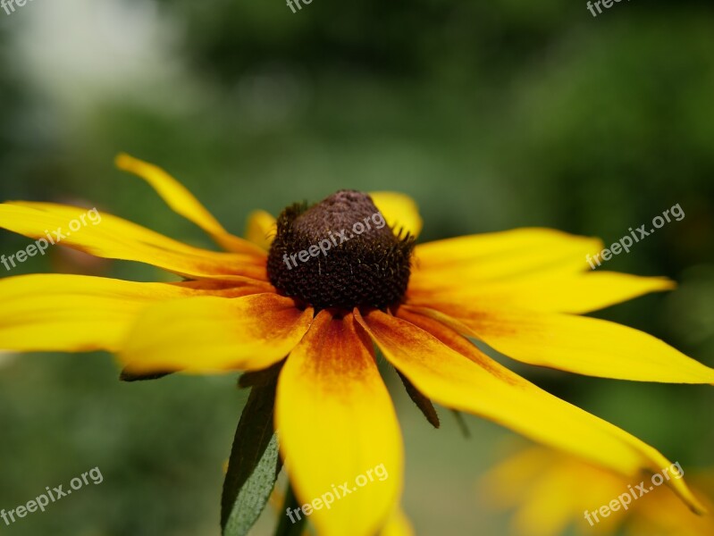 Perennials Garden Flower Plant Flowering