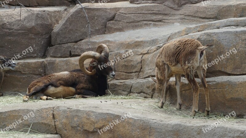 Animal Zoo Nature Wild Mammals