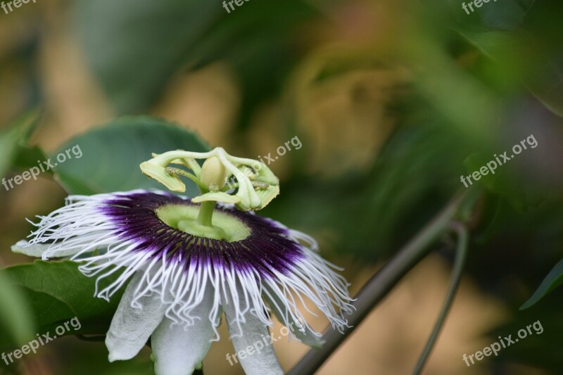 Passion Fruit Flower Flourish Flowering Exotic