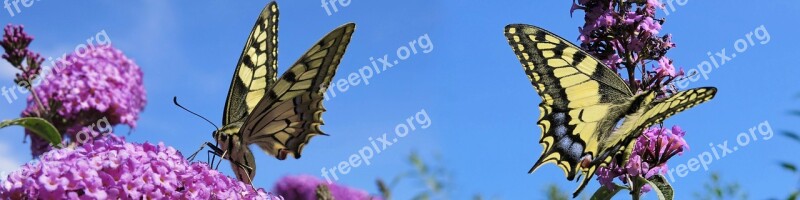 Dovetail Insect Nature Butterflies Butterfly