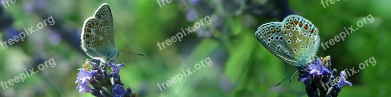 Lycaenidae Butterfly Banner Insect Close Up