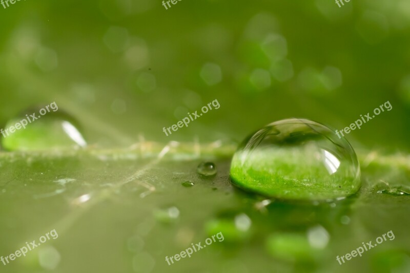 Leaf Green Macro Nature Plant