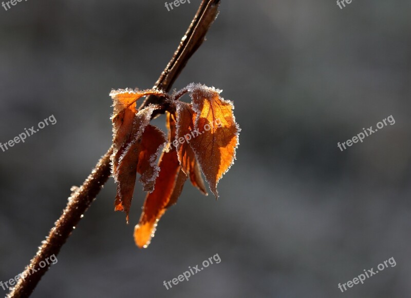 Leaf Yellow Frozen Color Winter