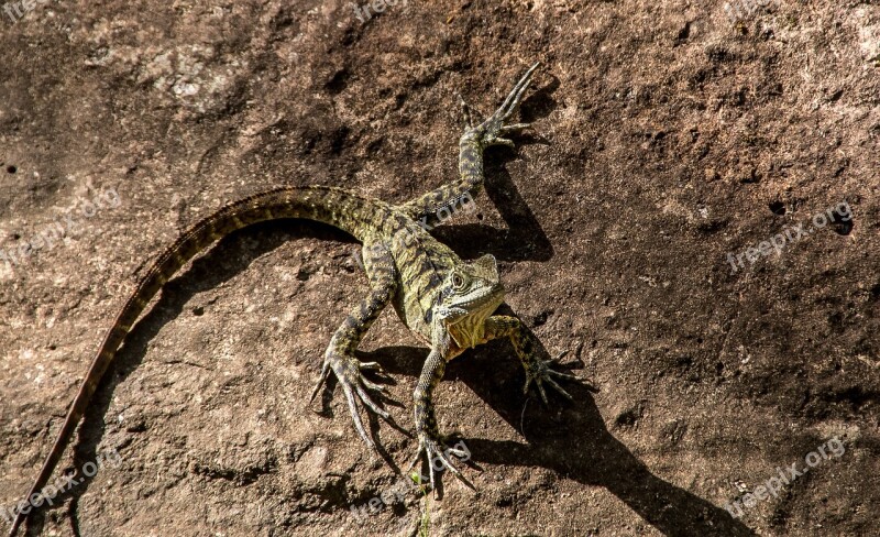 Lizard Reptile Eastern Water Dragon Intellagama Lesueurii Lesueurii Wild