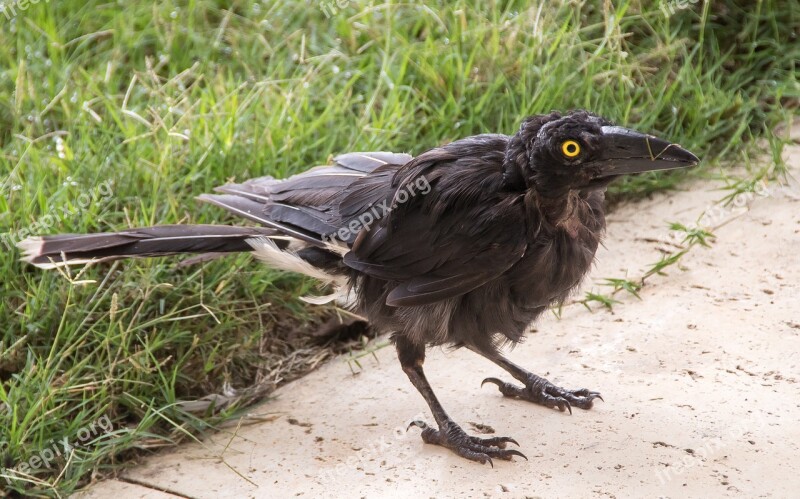 Pied Currawong Young Strepera Graculina Bird Black