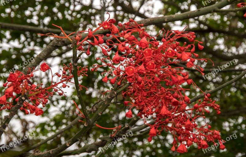 Flame Tree Brachychiton Acerifolius Tree Blossom Red