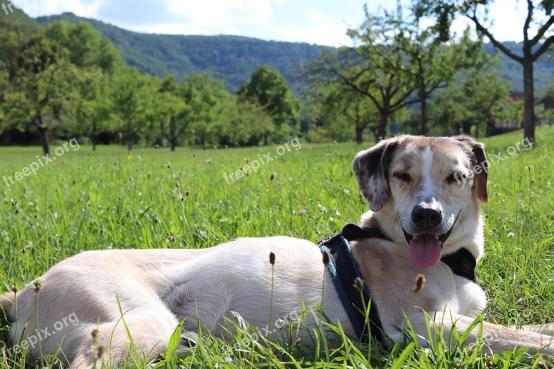 Dog Lying Tongue Meadow Exhausted