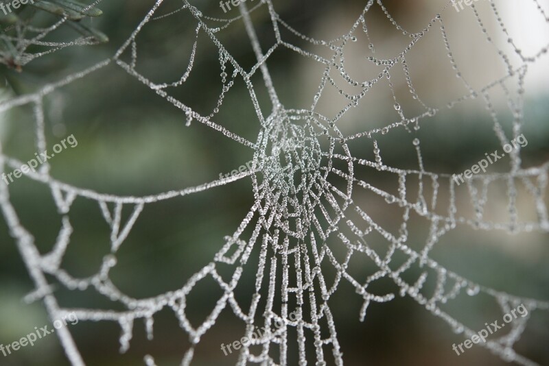 Cobweb Hoarfrost Drip Free Photos