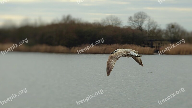 Common Tern Birds Flight River Nature