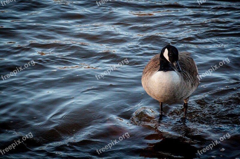 Bernikla Canadian Bird Water Park Goose