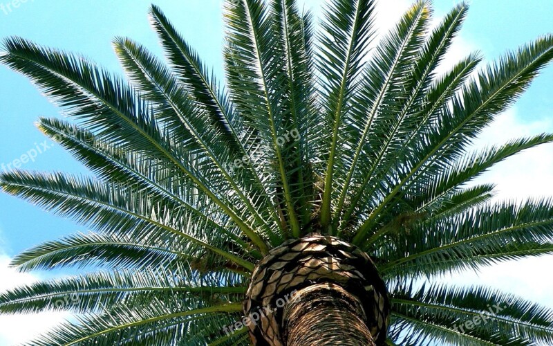 Tucson Desert Palm Branches Southwest