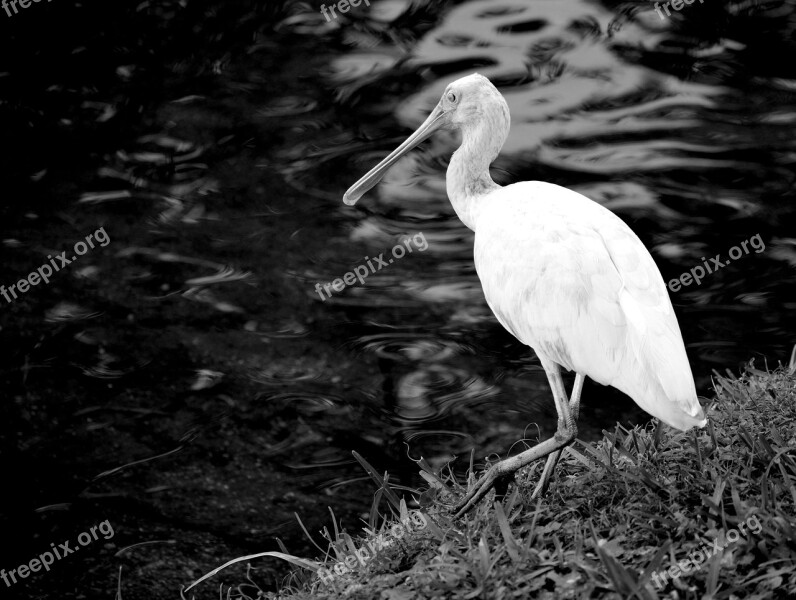 Spoonbill Bird Avian Tropical Bird Marshland Florida