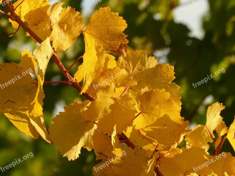 Autumn Leaves Vine Vintage Palatinate