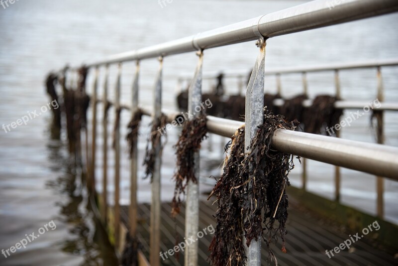 Bridge Seaweed Sea Water Beach