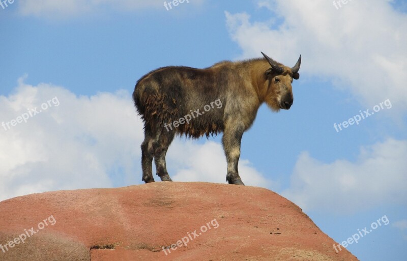 Takin Sichuan Profile Goat China