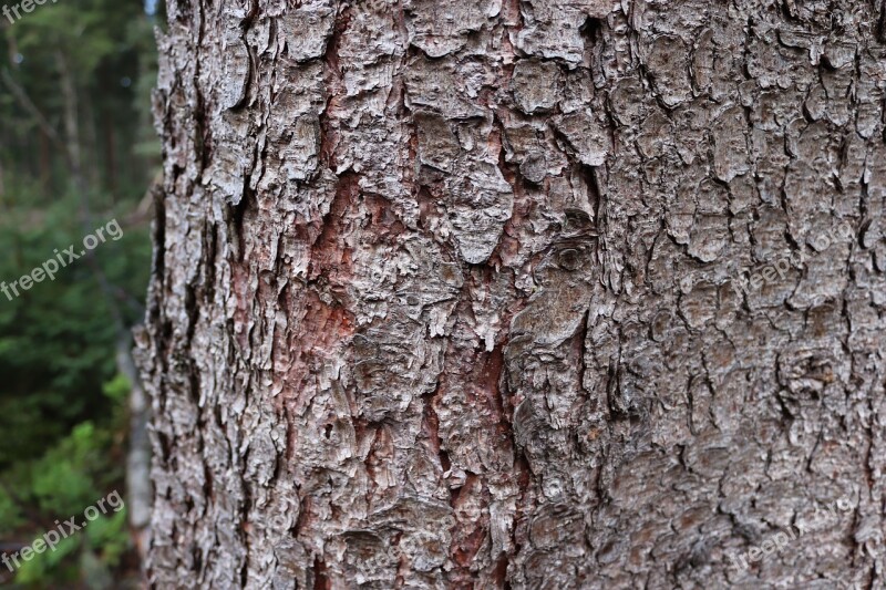 Tree Bark Texture Forest Log