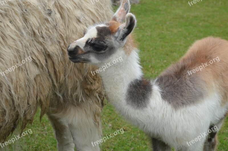 Baby Llama Peru Macchu Picchu Free Photos