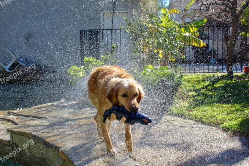 Golden Retriever Dog Animal Pet Wet