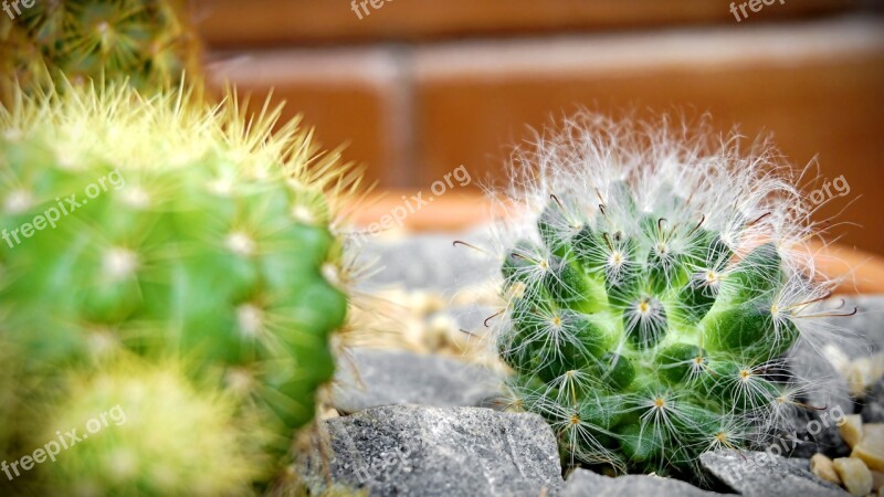 For All Skin Types Thorns In The Sand Plant Cactus